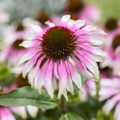 Sonnenhut 'Special White Purple' - Zwei Farben, eine Blüte