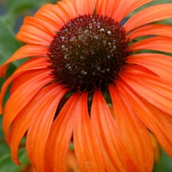 Sonnenhut Tangerine Dream ® - Leuchtendes Orange im Beet