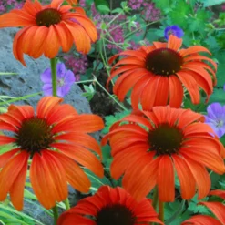 Sonnenhut Tangerine Dream ® - Leuchtendes Orange im Beet