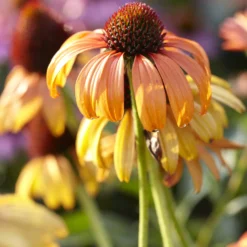 Sonnenhut Tangerine Dream ® - Leuchtendes Orange im Beet