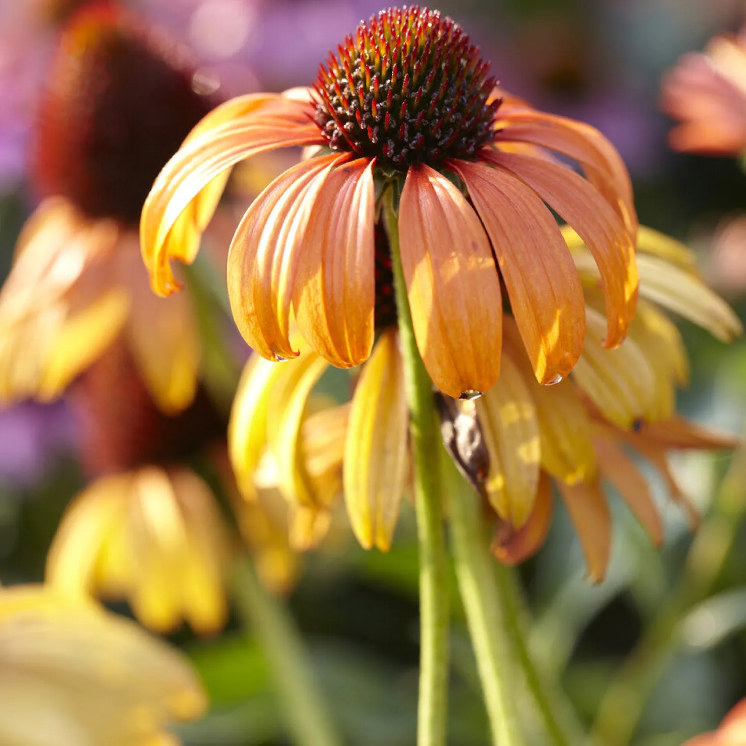 Sonnenhut Tangerine Dream ® - Leuchtendes Orange im Beet