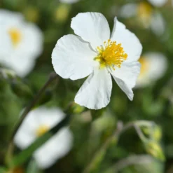 Sonnenröschen ‘Elfenbeinglanz’ - Sonnenteppich ohne Mühe