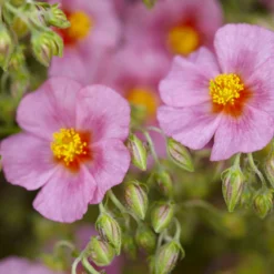 Sonnenröschen 'Lawrenson´s Pink' - Rosa Blütenteppich im Nu
