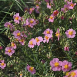 Sonnenröschen 'Lawrenson´s Pink' - Rosa Blütenteppich im Nu