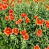 Sonnenröschen rot - Roter Blütenteppich im Nu