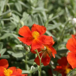 Sonnenröschen ‘Tomato Red’ - Feuerrote Blüten im Sommer