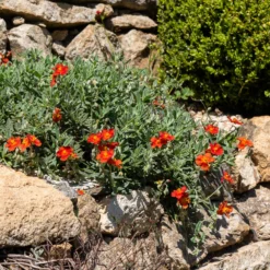 Sonnenröschen ‘Tomato Red’ - Feuerrote Blüten im Sommer