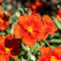 Sonnenröschen ‘Tomato Red’ - Feuerrote Blüten im Sommer