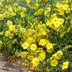 Sonnenröschen Wisley Primrose - Sonnengelb ganz einfach