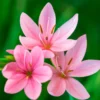 Spaltgriffel Pink Butterflies - Blüht wenn andere ruhen