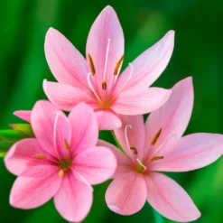 Spaltgriffel Pink Butterflies - Blüht wenn andere ruhen