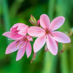 Spaltgriffel Pink Butterflies - Blüht wenn andere ruhen