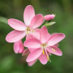 Spaltgriffel Pink Butterflies - Blüht wenn andere ruhen