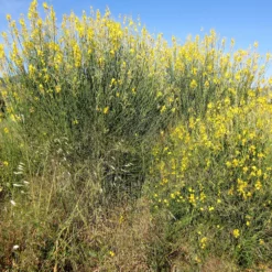 Spanischer Ginster - Sonnengelb den ganzen Sommer