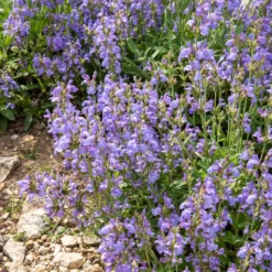 Spanischer Salbei - Duftende Blüten ohne Mühe