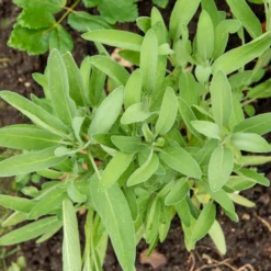 Spanischer Salbei - Duftende Blüten ohne Mühe