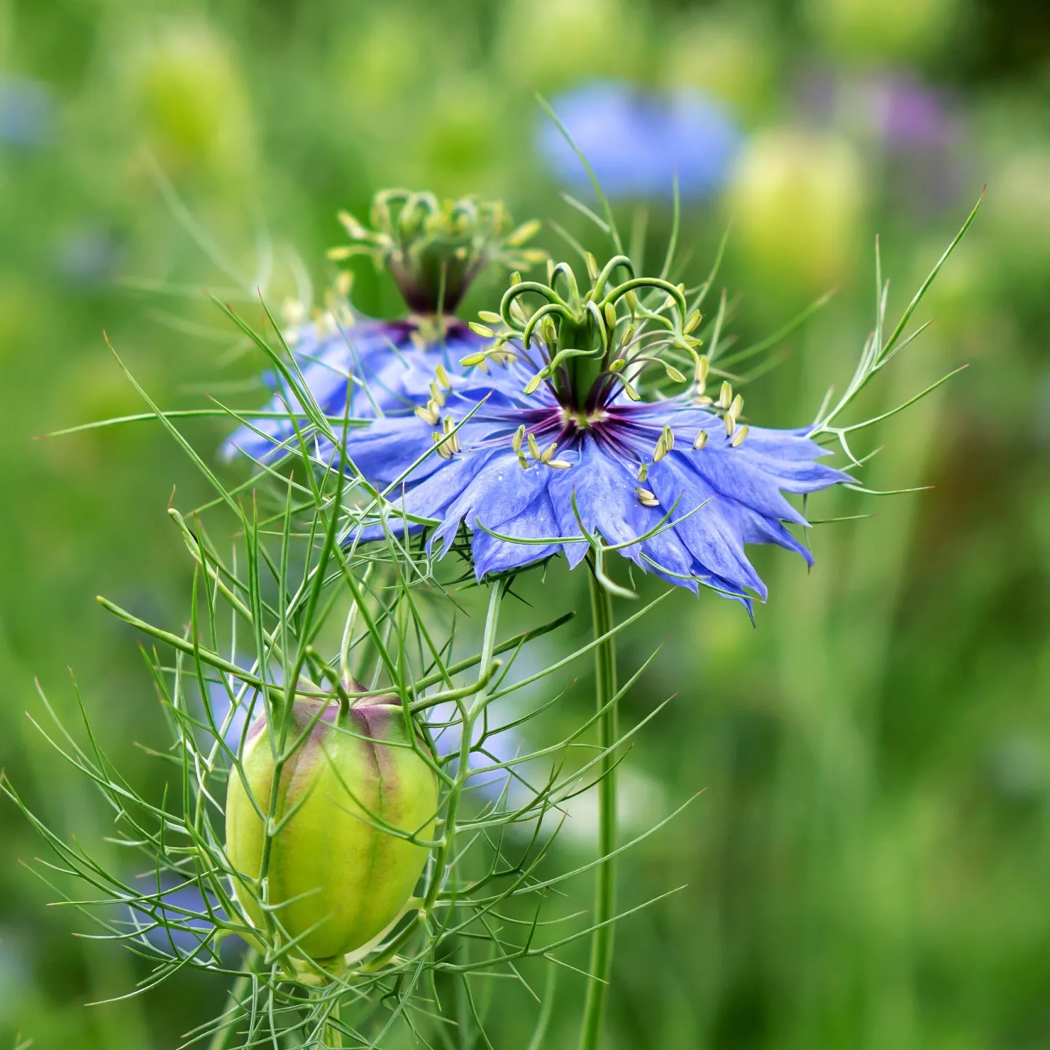 Spanischer Schwarzkümmel 'Midnight' - Tiefblau, wild und bienenfreundlich