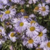 Spanisches Gänseblümchen ‘Quakeress’ - Blüht den ganzen Sommer