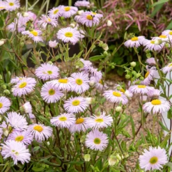 Spanisches Gänseblümchen ‘Quakeress’ - Blüht den ganzen Sommer
