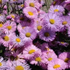 Spanisches Gänseblümchen ‘Rosa Jewel’ - Rosa Blütenwolke den ganzen Sommer