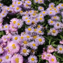 Spanisches Gänseblümchen ‘Rosa Jewel’ - Rosa Blütenwolke den ganzen Sommer