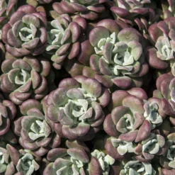 Spatelblättriges Fettblatt 'Purpureum' - Farbteppich ohne Pflege