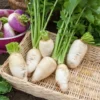 Speiserübe ‘Blanc dur d’hiver’ - Frische Rüben im Winter