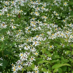 Sperrige Aster - Weiße Blüten im Schatten