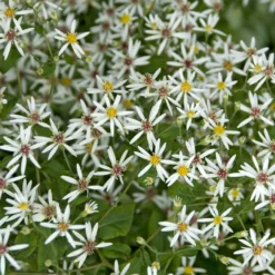 Sperrige Aster - Weiße Blüten im Schatten
