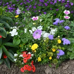 Spezieller Blumenteppich für Blumenkästen - Blütenmeer im Handumdrehen