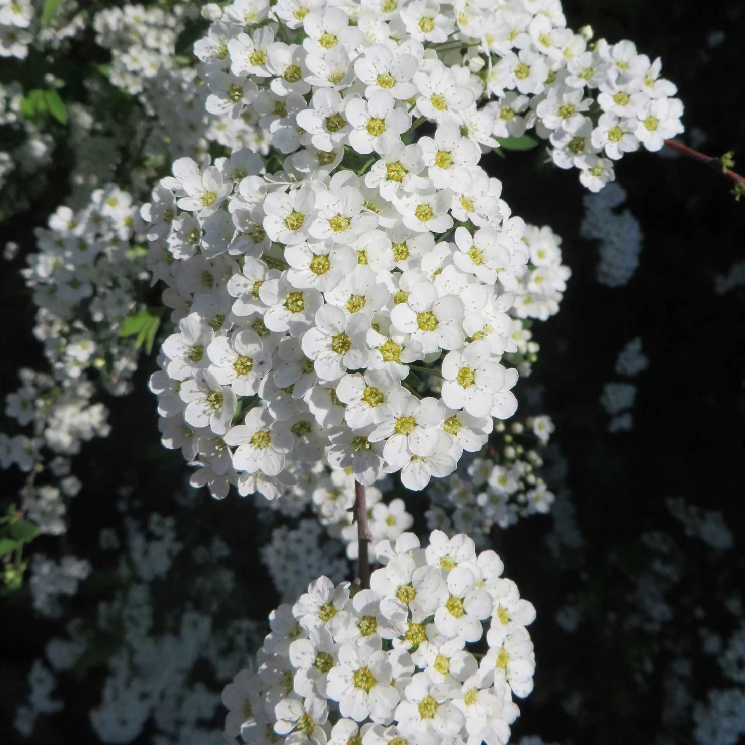 Spierstrauch 'Grefsheim' - Weißes Blütenmeer im Frühling