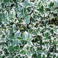 Spindelstrauch 'Emerald Gaiety' - Grün-weiß das ganze Jahr