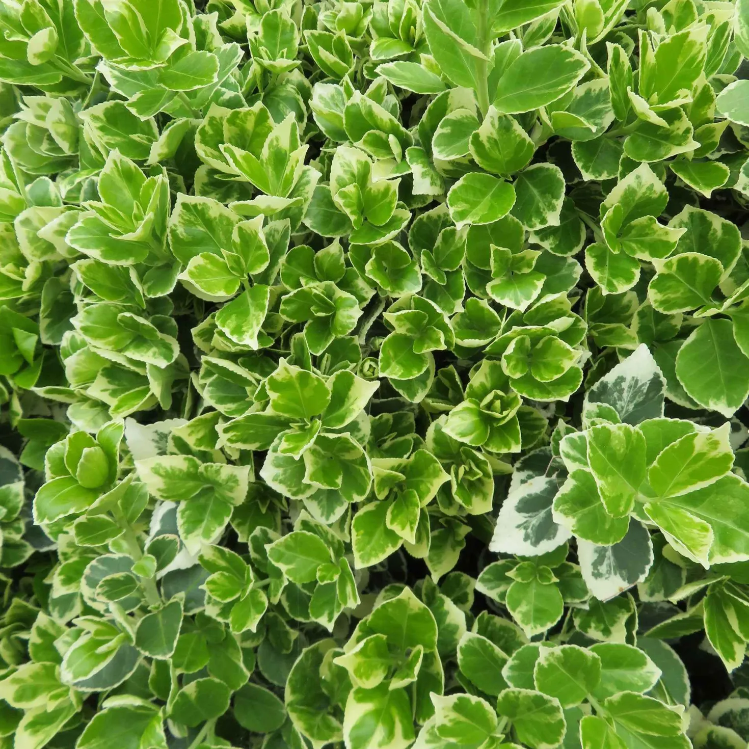 Spindelstrauch 'Emerald Gaiety' - Grün-weiß das ganze Jahr