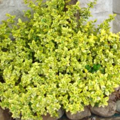 Spindelstrauch ‚Emerald ’n’ Gold‘ - Farbe im Garten, das ganze Jahr
