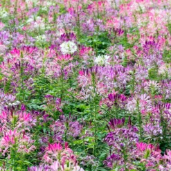 Spinnenblume 'Colour Fountain' Mischung - Sommerblüten wie ein Farbfeuerwerk