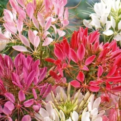 Spinnenblume 'Colour Fountain' Mischung - Sommerblüten wie ein Farbfeuerwerk
