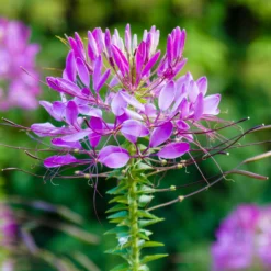 Spinnenblume Violet Queen - Violette Blütenwolke im Beet