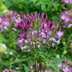 Spinnenblume Violet Queen - Violette Blütenwolke im Beet