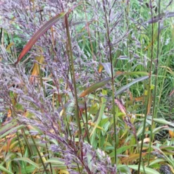 Spodiopogon sibiricus - Herbstfeuer im Beet