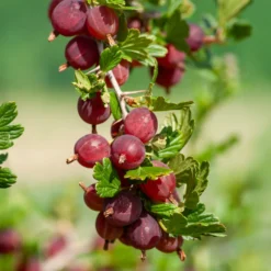 Stachelbeere Winham's Industry (x2) - Süße Beeren ganz einfach