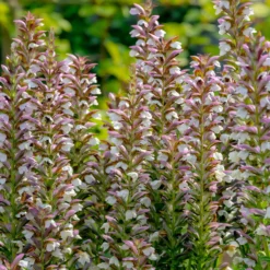 Stachelige Akanthus - Skulpturale Blätter sofort