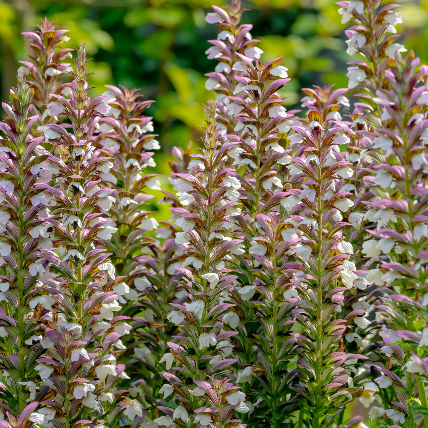 Stachelige Akanthus - Skulpturale Blätter sofort