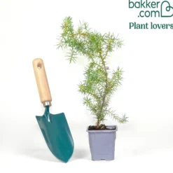 Stacheliger Wacholder - Robust und immergrün