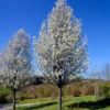Stadtbirne 'Chanticleer' - Schmale Säule voller Blüten