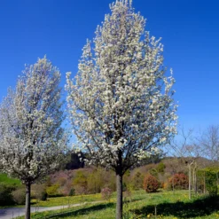 Stadtbirne 'Chanticleer' - Schmale Säule voller Blüten