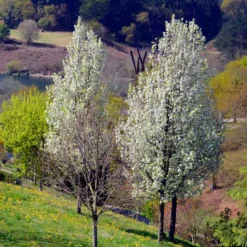 Stadtbirne 'Chanticleer' - Schmale Säule voller Blüten