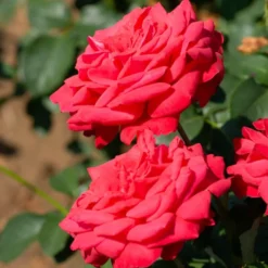 Stammrose ‘Dame de Cœur’ - Rote Blüten auf Augenhöhe