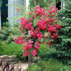 Stammrose Excelsa - Rosenkaskade auf Stamm