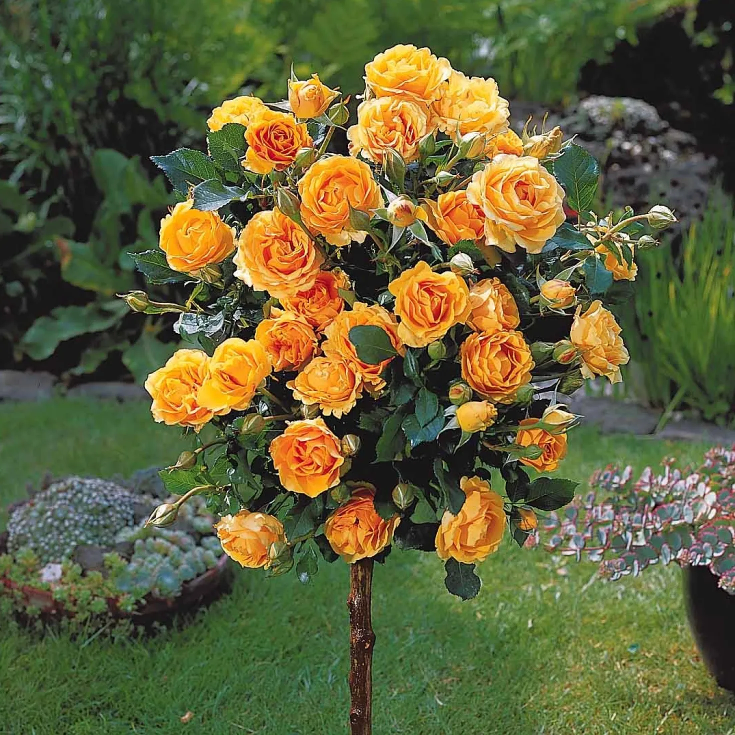 Stammrosen-Kollektion (x3) - Drei Farben auf Augenhöhe