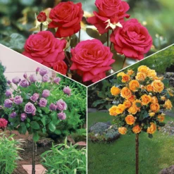 Stammrosen-Kollektion (x3) - Drei Farben auf Augenhöhe